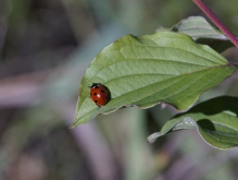 Blatt mit Marienkäfer