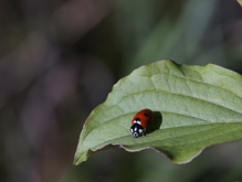 Blick vom grünen Blatt