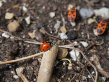 Junikäfer bei den Feuerwanzen