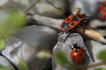 Junikäfer und Feuerwanze