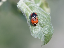 Käfer im Liebesglück