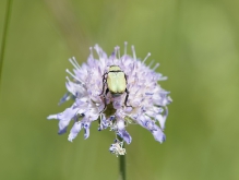 Käfer von hinten