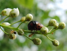 Käferpärchen im Frühling