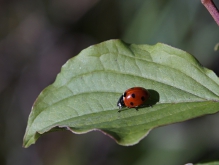 Marienkäfer auf grünen Blatt