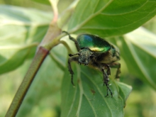 Rosenkäfer im grünen