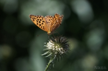 Argynnis paphia im Fokus