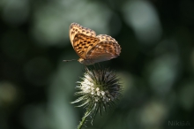 Edelfalter Argynnis paphia