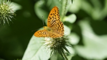 Kaisermatel auf Blüte