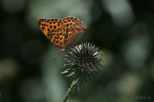 Schöner Argynnis paphia