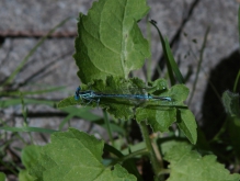 Blaue Jungfer