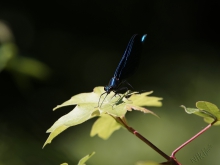 Blaue Prachtlibelle