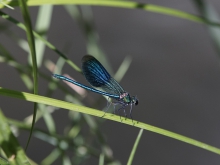 Edle Prachtlibelle