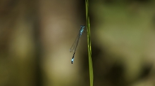 Große Pechlibelle am Halm