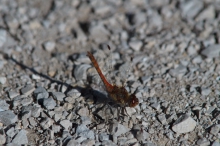 Heidelibelle auf Kiesweg