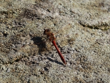 Heidelibelle auf Stein