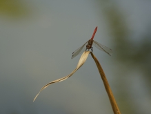 Heidelibelle auf trockenen Grasblatt_1