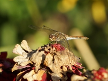 Heidelibelle im Herbst