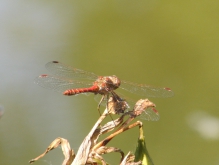 Heidelibelle von hinten
