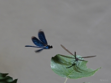 Im Anflug 