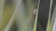Im Blick der Kleinlibelle