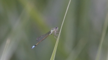 Kleinlibelle auf lauer