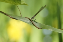 Kleinlibelle im Uferdschungel