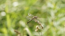 Libelle auf Grashalm