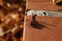 Libelle auf Mauer