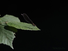 Prachtlibelle auf Blatt 