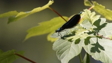 Prachtlibelle auf lauer
