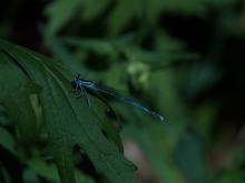 Schöne blaue Libelle