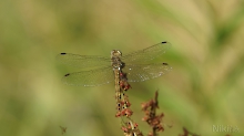 Segellibelle in der Wiese