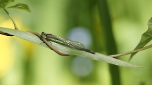 Wasserjungfer im Uferdschungel 