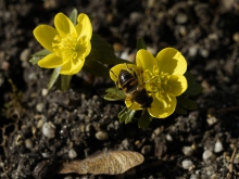 Mistbiene auf Winterlingblühte