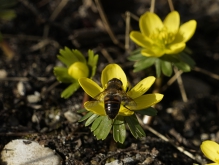 Erste Mistbiene auf Winterling