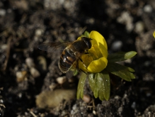 Große Schwebfliege auf Winterling