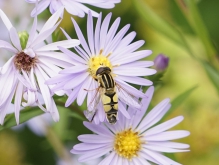 Große Sumpfschwebfliege auf Aster