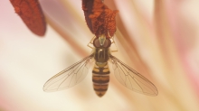 Hainschwebfliege am Blütenstempel