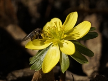 Schwebfliege am Winterling