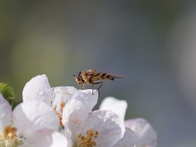 Schwebfliege auf Apfelblüte