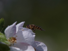 Schwebfliege auf Obstblüte