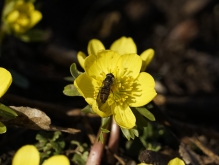 Schwebfliege auf Winterling