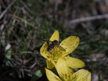 Schwebfliege auf Winterlling