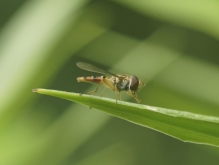 Schwebfliege bei der Selbstpflege