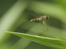 Schwebfliege beim Abflug