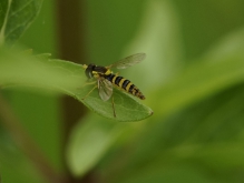 Schwebfliege im grünen