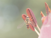 Schwebflige an Blütenstempel