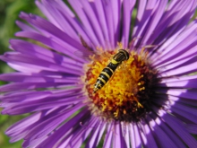 Speedy die Schwebfliege