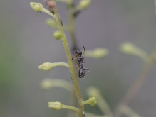 Insekten