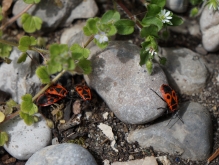 Feuerwanzen im Frühling